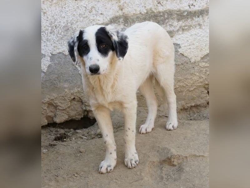 Sauvignon Blanc, geb. ca. 09/2025, lebt in GRIECHENLAND, auf einer privaten Pflegestelle