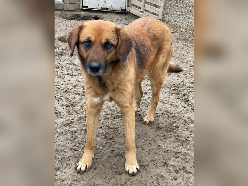 Lunia, geb. ca. 01/2022, lebt in GRIECHENLAND, im städt. Tierheim Serres
