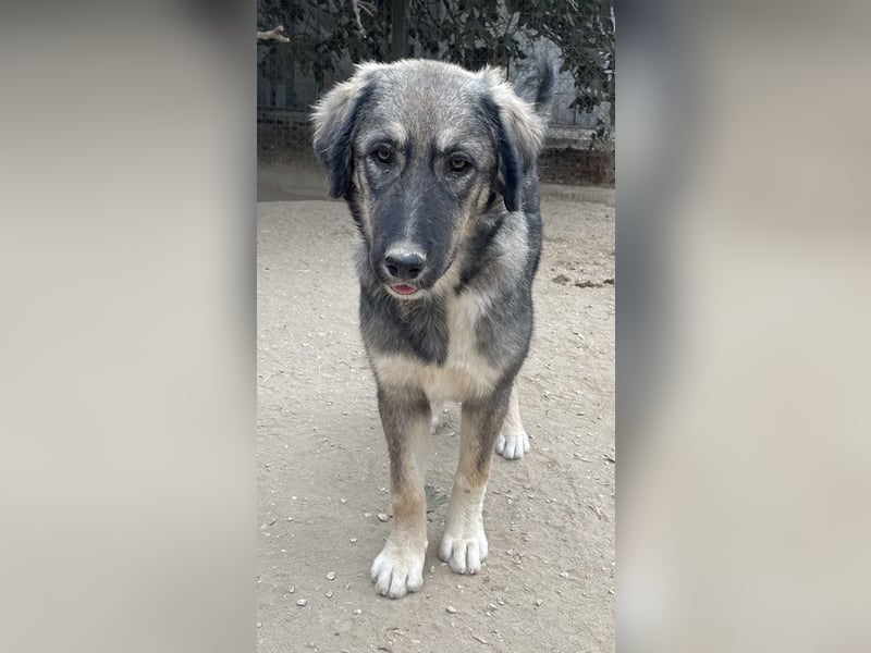 Karla, geb. ca. 03/2023, lebt in GRIECHENLAND, im städt. Tierheim Serres