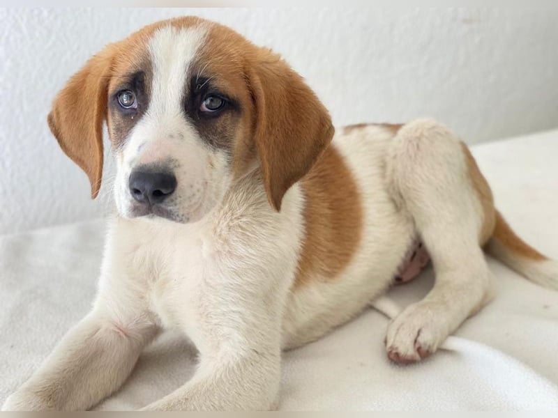 Pimock, geb. 03/2025, lebt in GRIECHENLAND, im städt. Tierheim Serres