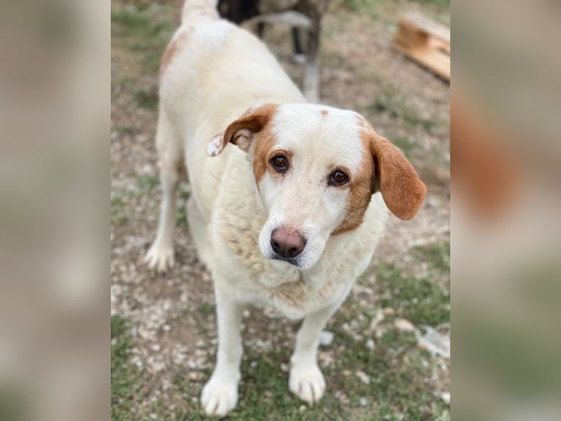 Lucero, geb. ca. 04/2016, lebt in GRIECHENLAND, im städt. Tierheim Serres