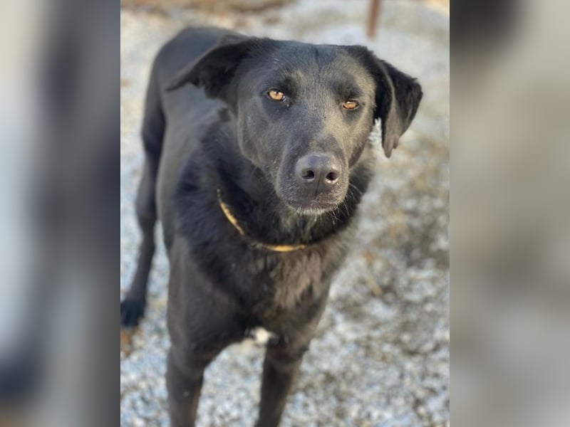 Dakar, geb. ca. 01/2019, lebt in GRIECHENLAND, im städt. Tierheim Serres