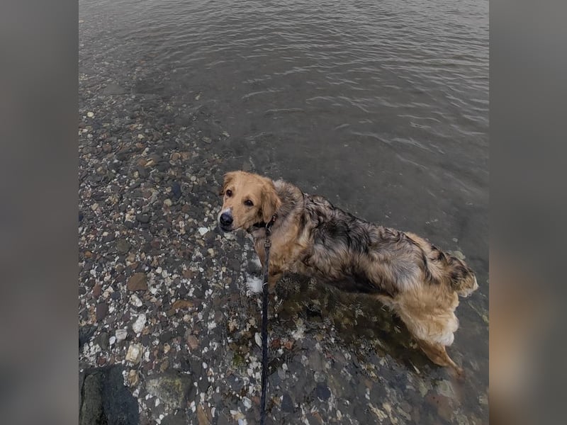 Kara, geb. ca. 12./2015, lebt in einer Familie in 53913 Swisttal, Vermittlungshilfe