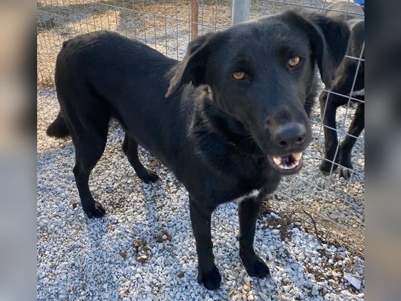 Dakar, geb. ca. 01/2019, lebt in GRIECHENLAND, im städt. Tierheim Serres