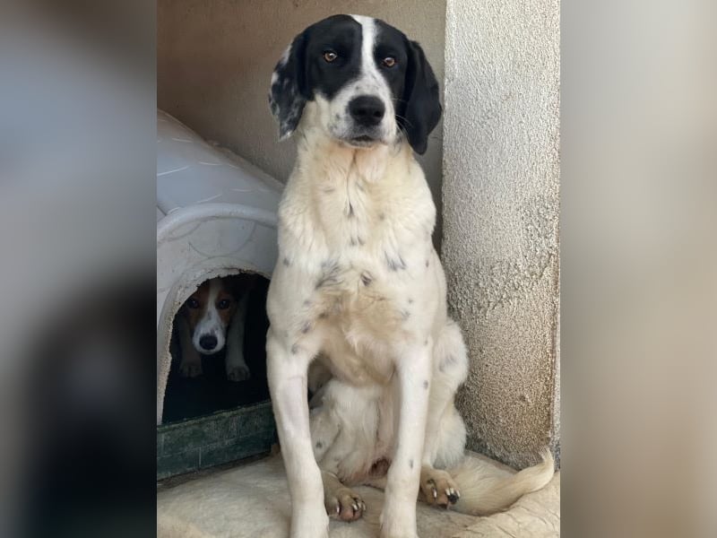 Utha, geb. ca. 02/2025, lebt in GRIECHENLAND, im städt. Tierheim Serres