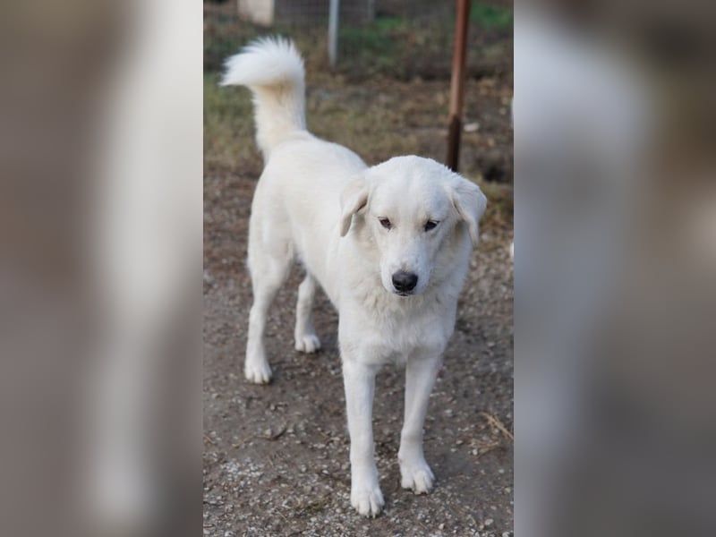 Idallo, geb. ca. 12/2020, lebt in GRIECHENLAND, im städt. Tierheim Serres