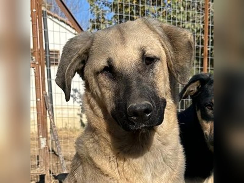 Bangladesh, geb. ca. 01/2024, lebt in GRIECHENLAND, auf einer privaten Pflegestelle