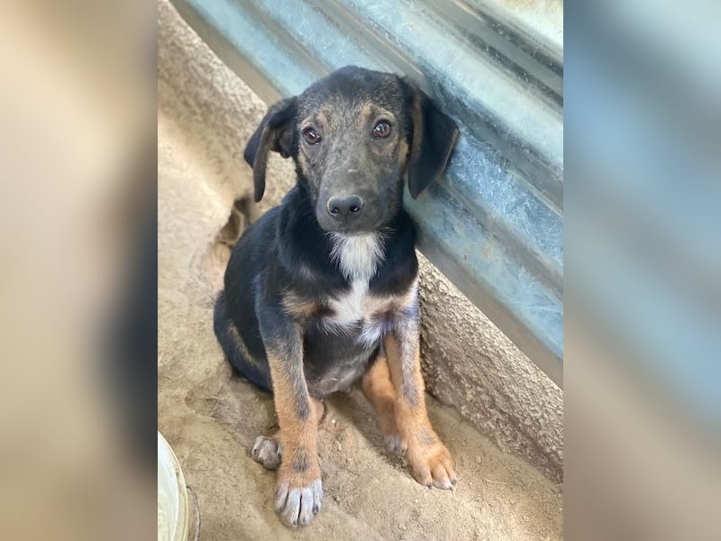 Miranda, geb. ca. 01/2026, lebt in GRIECHENLAND, auf einer privaten Pflegestelle