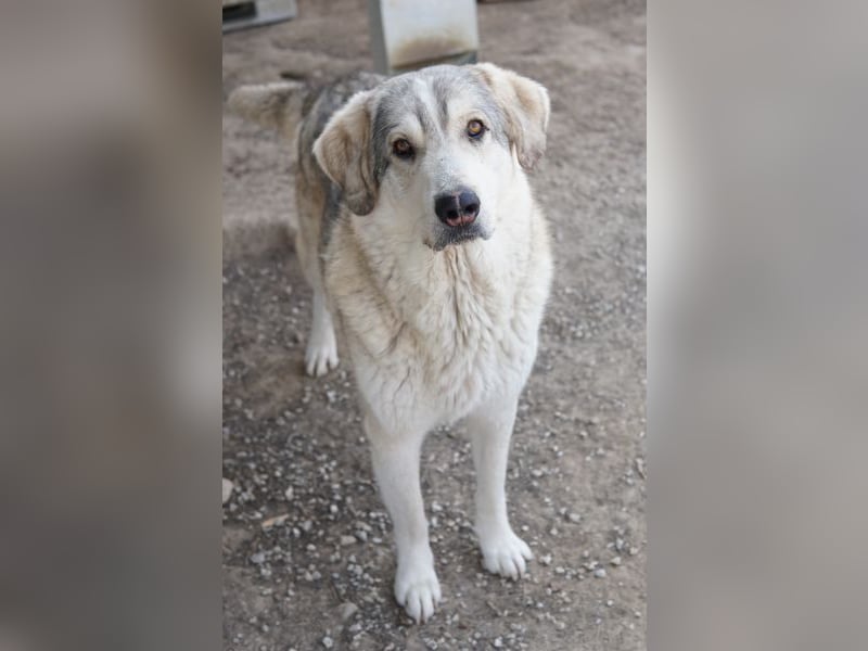 Lykos, geb. ca. 12/2023, lebt in GRIECHENLAND, im städt. Tierheim Serres