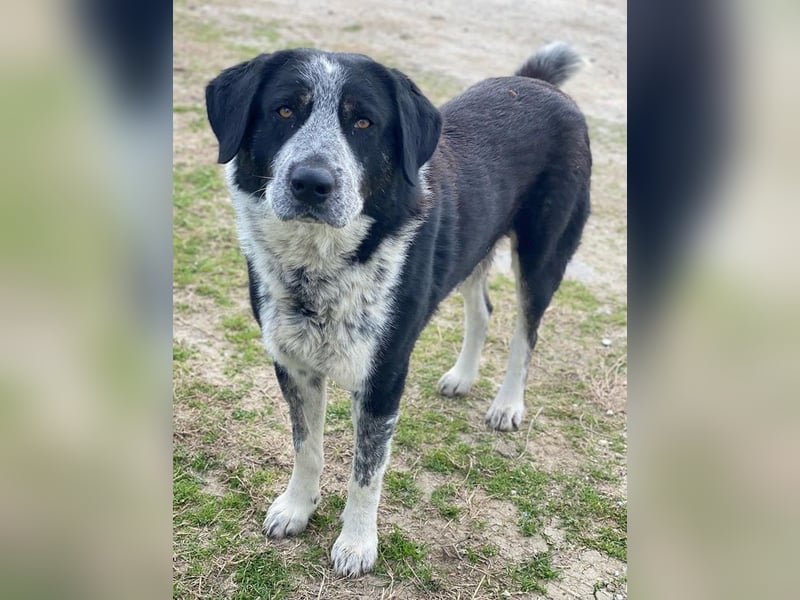 Malik, geb. ca.02/2022, lebt in GRIECHENLAND, im städt. Tierheim Serres