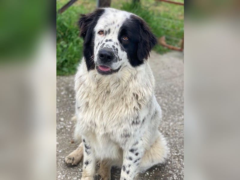 Blossom, geb. ca. 09/2024, lebt in GRIECHENLAND, beim städt. Tierheim Serres