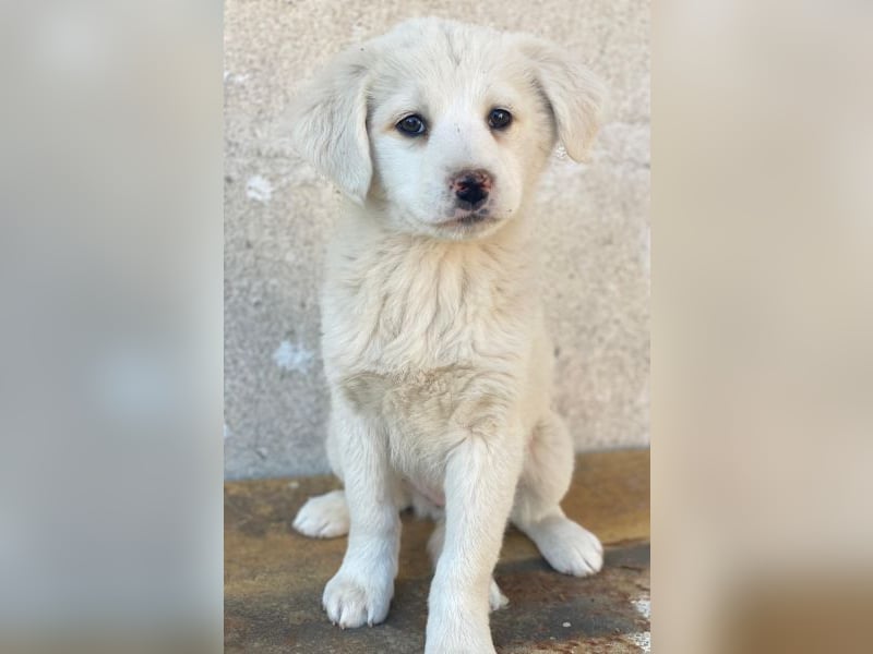 Saki, geb. ca. 03/2026, lebt in GRIECHENLAND, auf einer privaten Pflegestelle