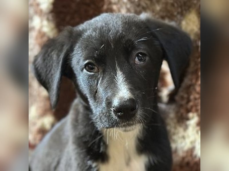 Fleur, geb. ca. 02/2025, lebt in GRIECHENLAND, auf einer privaten Pflegestelle