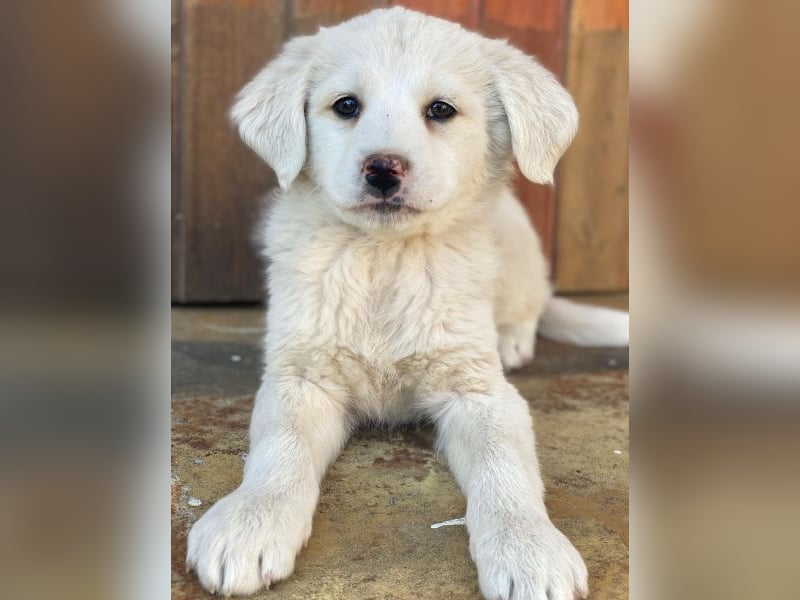 Saki, geb. ca. 03/2026, lebt in GRIECHENLAND, auf einer privaten Pflegestelle