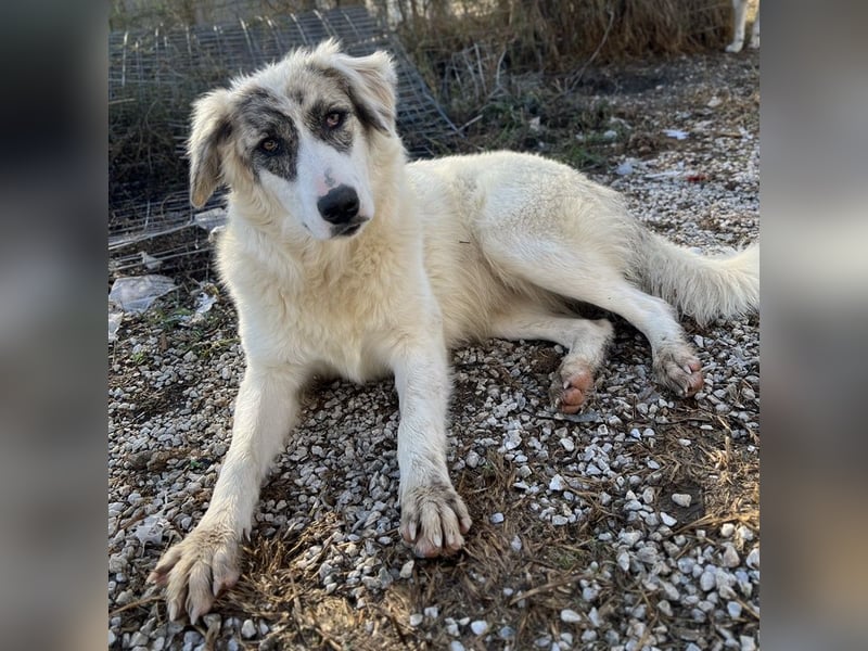 Gerda, geb. ca. 02/2023, lebt in GRIECHENLAND, im städt. Tierheim Serres