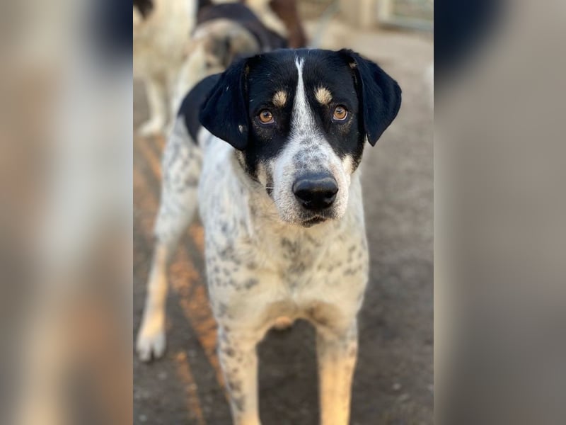 Benja, geb. ca. 05/2023, lebt in GRIECHENLAND, im städt. Tierheim Serres