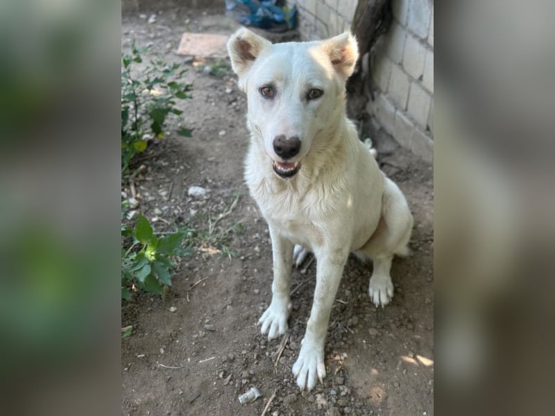 Zumi, geb. ca. 09/2025, lebt in GRIECHENLAND, im städt. Tierheim Serres