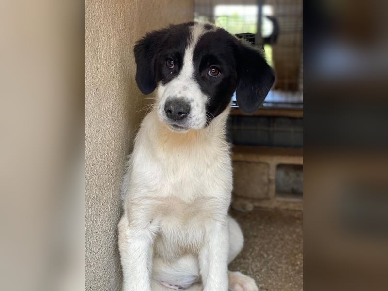 Zenzi, geb. ca. 01/2025, lebt in GRIECHENLAND, im städt. Tierheim Serres