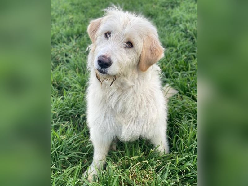 Arina, geb. ca. 10/2024, lebt in GRIECHENLAND, im städt. Tierheim Serres