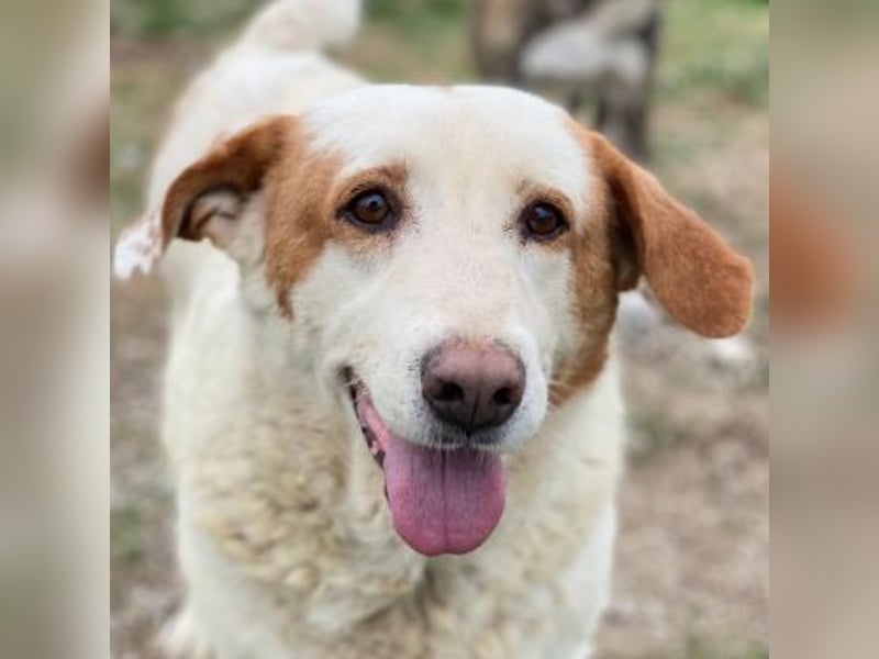 Lucero, geb. ca. 04/2016, lebt in GRIECHENLAND, im städt. Tierheim Serres