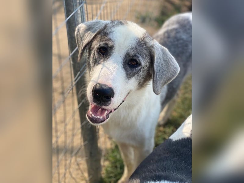 Ryat, geb. ca. 12/2023, lebt in GRIECHENLAND, im städt. Tierheim Serres