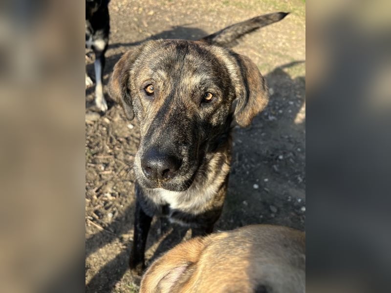 Petri, geb. ca. 04/2024, lebt in GRIECHENLAND, auf einem Gelände, wird notdürftig versorgt