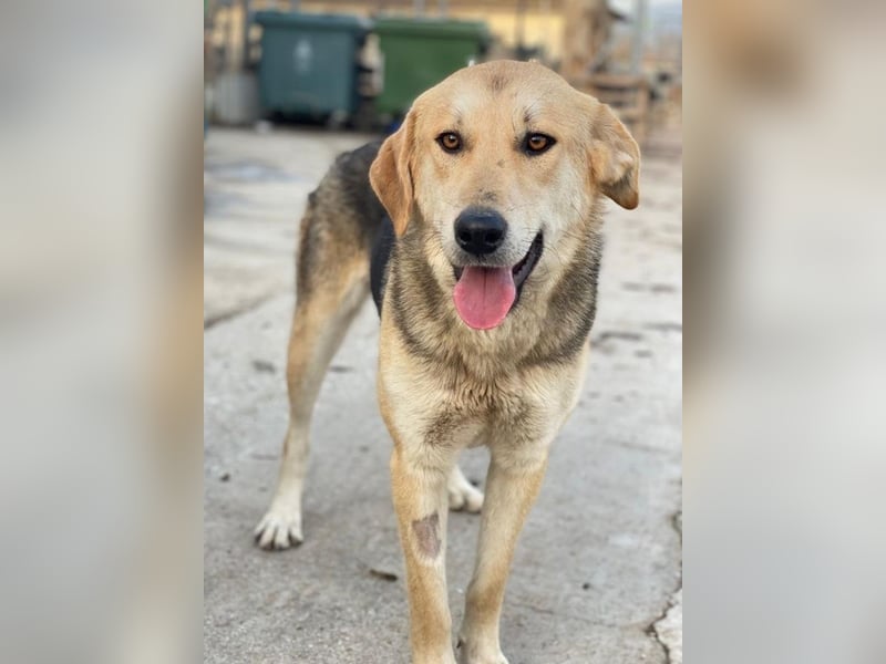 Ciri, geb. ca. 05/2024, lebt in GRIECHENLAND, im städt. Tierheim Serres