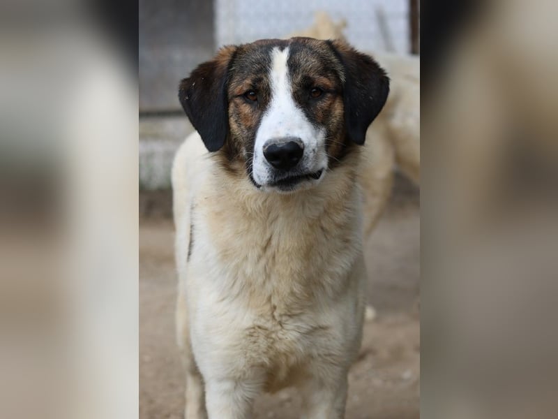 Pitt, geb. ca. 05/2021, lebt in GRIECHENLAND, im städt. Tierheim Serres
