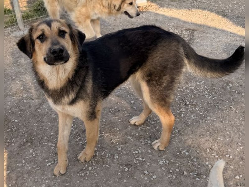 Elphaba, geb. ca. 07/2025, lebt in GRIECHENLAND, im städt. Tierheim Serres