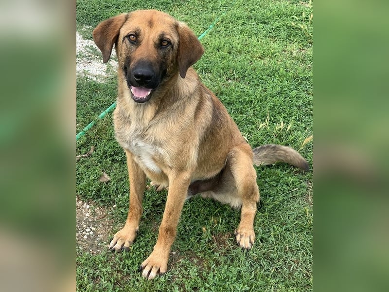 Xawi, geb. ca. 12/2019, lebt in GRIECHENLAND, im städt. Tierheim Serres