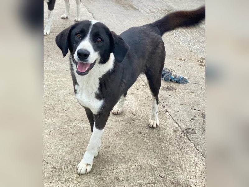 Arielle, geb. ca. 01/2023, lebt in GRIECHENLAND, im städt. Tierheim Serres