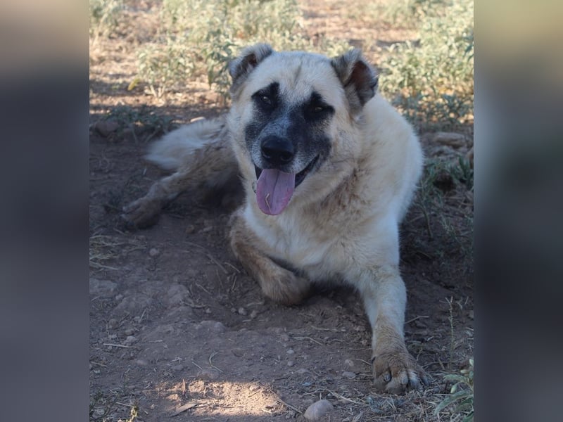 Romero, geb. ca. 12/2021, lebt in GRIECHENLAND, auf einem Gelände, wird notdürftig versorgt