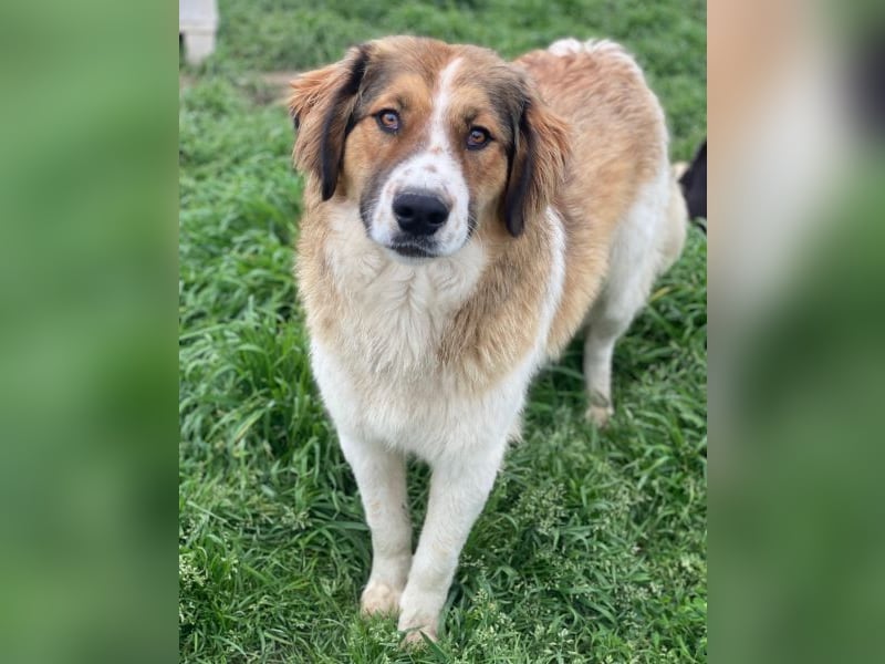 Barkley, geb. ca. 10/2024, lebt in GRIECHENLAND, auf einer privaten Pflegestelle