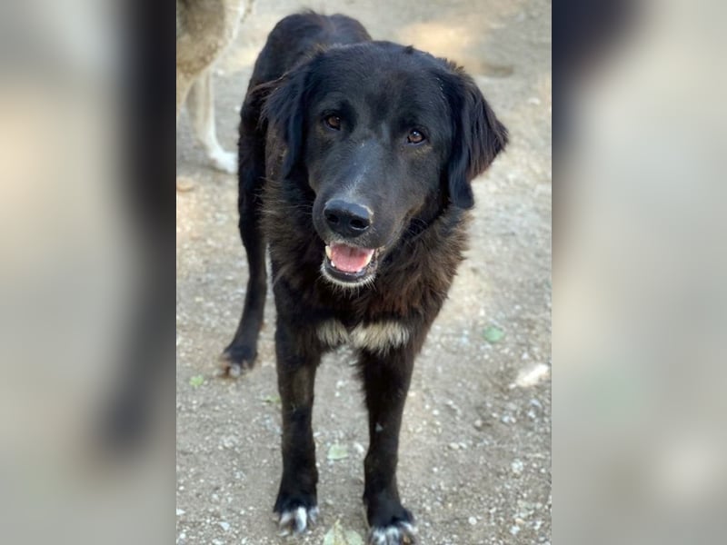 Jette, geb. ca. 01/2024, lebt in GRIECHENLAND, im städt. Tierheim Serres