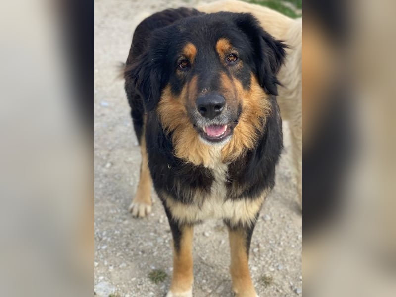 Rubeus Hagrid, geb. ca. 12/2023, lebt in GRIECHENLAND, im städt. Tierheim Serres