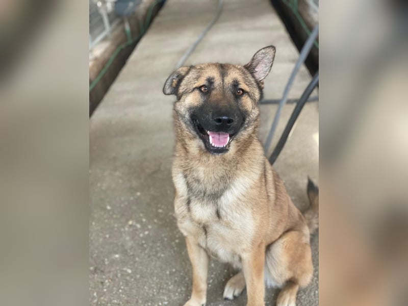 Yuki, geb. ca. 03/2025, lebt in GRIECHENLAND, im städt. Tierheim Serres