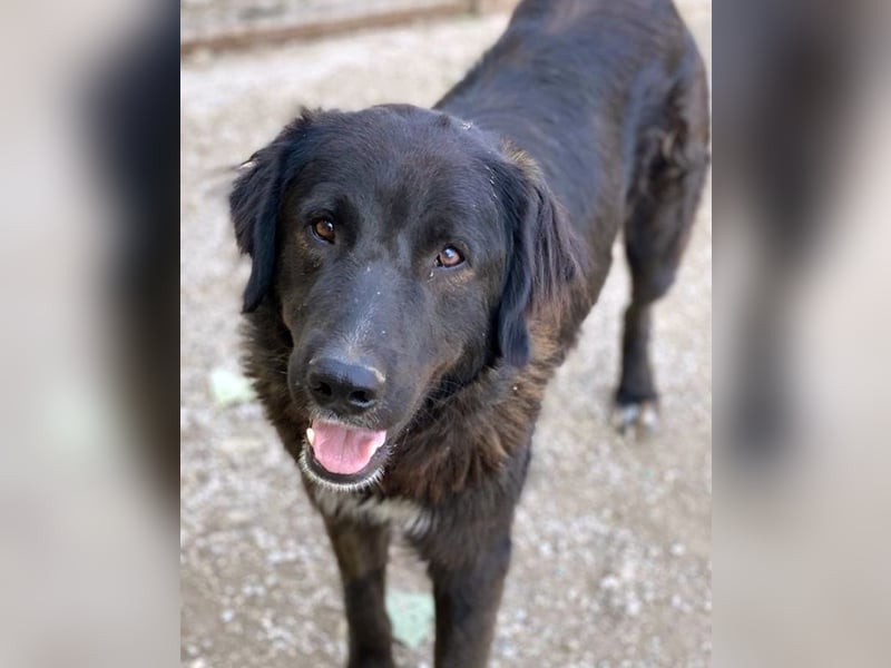 Jette, geb. ca. 01/2024, lebt in GRIECHENLAND, im städt. Tierheim Serres