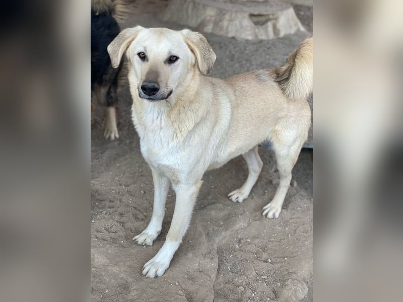 Hänschen, geb. ca. 03/2023, lebt in GRIECHENLAND, im städt. Tierheim Serres