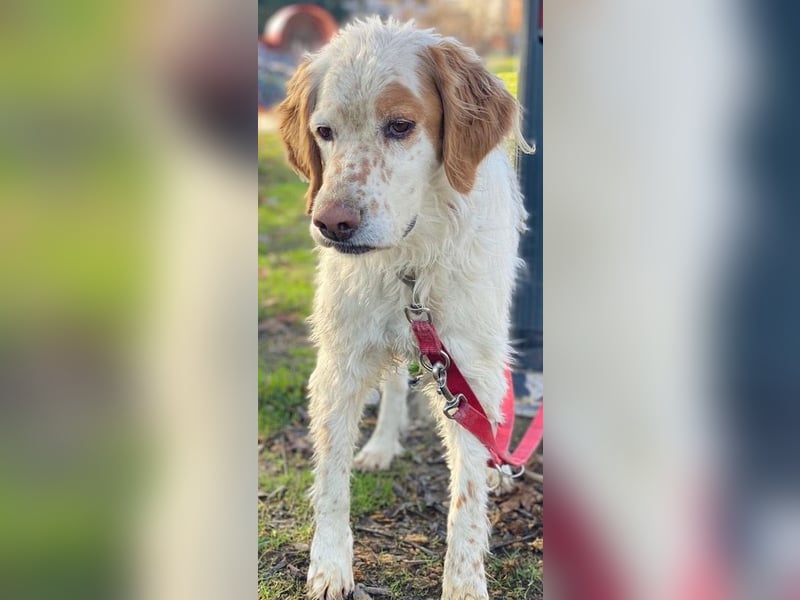 Mael, geb. ca. 01/2021, lebt in GRIECHENLAND, auf einer privaten Pflegestelle