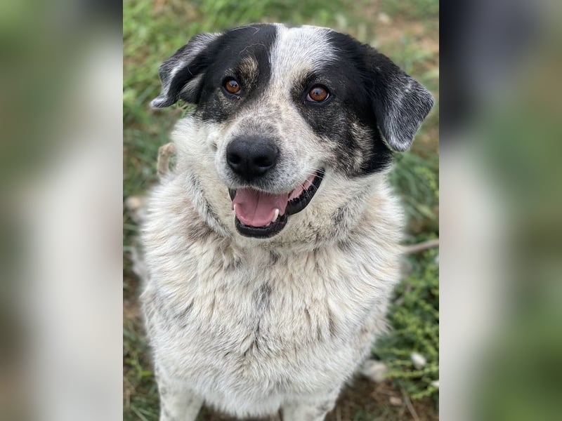 Pavlos, geb. ca. 05/2021, lebt in GRIECHENLAND, auf einer privaten Pflegestelle