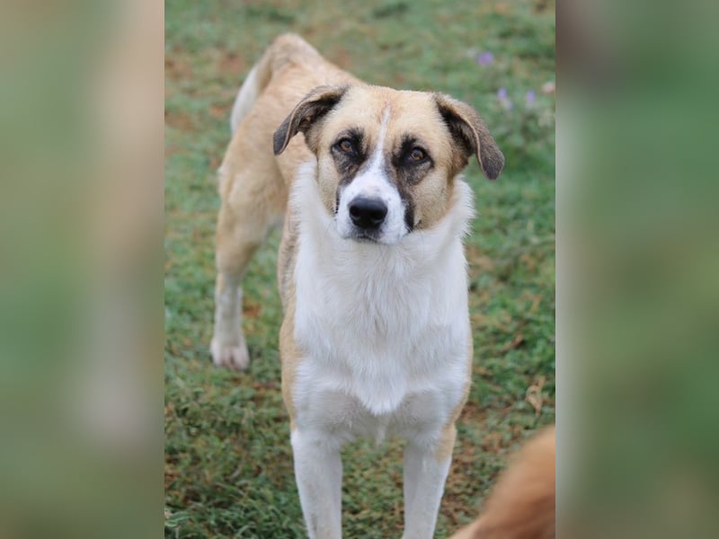 Jeanie, geb. ca. 05/2023, lebt in GRIECHENLAND, im städt. Tierheim Serres