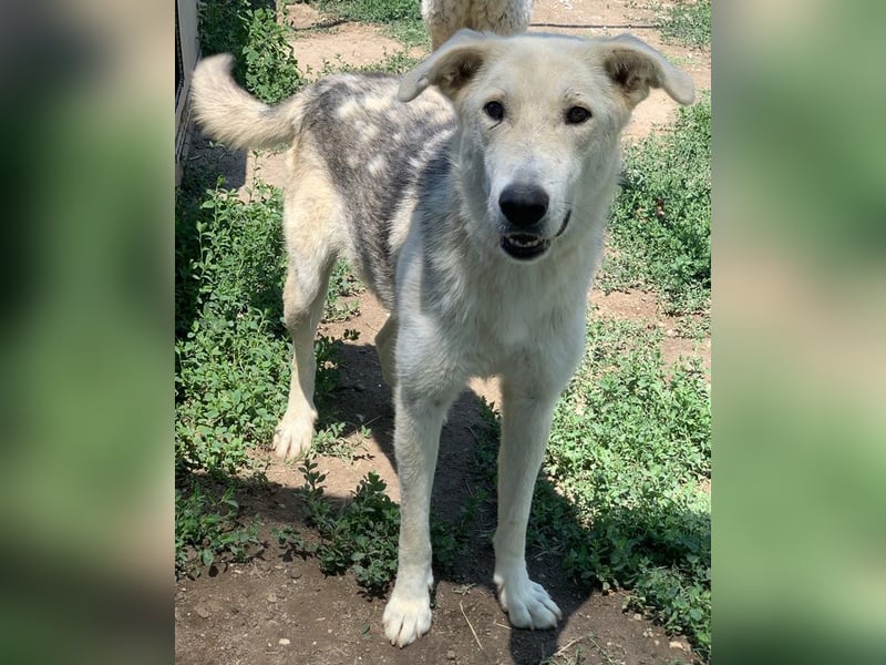 Boybro, geb. ca. 04/2019, lebt in GRIECHENLAND, im städt. Tierheim Serres