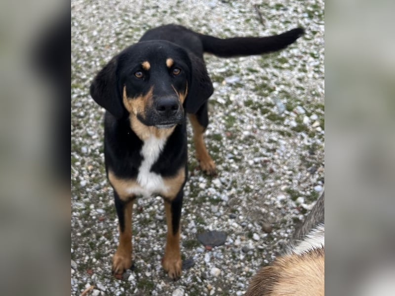 Letti, geb. ca. 05/2024, lebt in GRIECHENLAND, auf einem Gelände, wird notdürftig versorgt