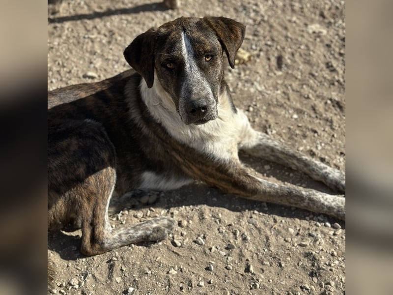 Saria, geb. ca. 07/2023, lebt in GRIECHENLAND, im städt. Tierheim Serres