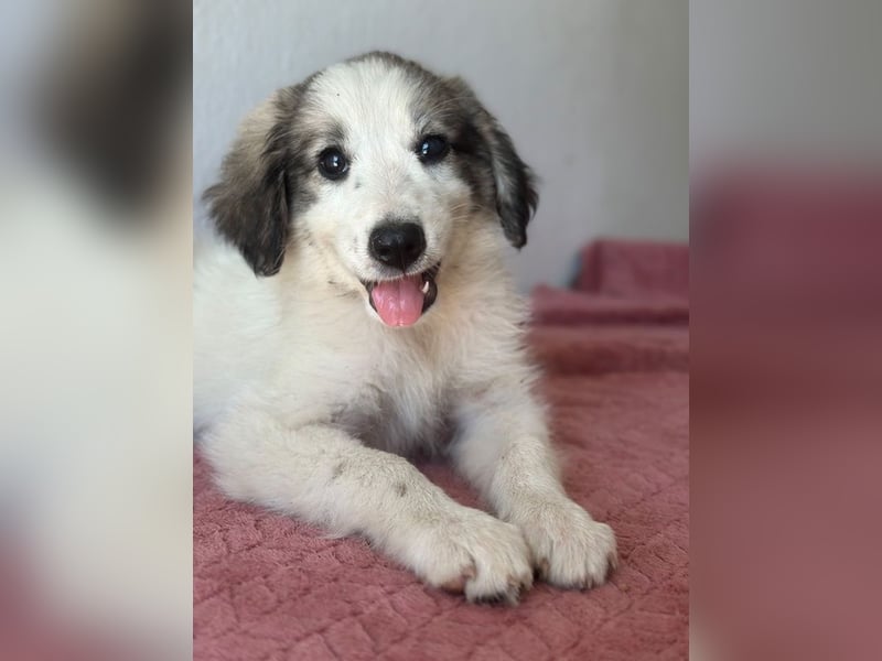 Paloma, geb. ca. 05/2026, lebt in GRIECHENLAND, im städt. Tierheim Serres