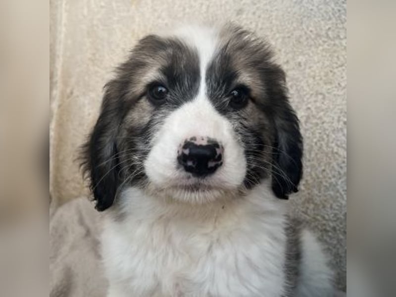 Malor, geb. ca. 09/2025, lebt in GRIECHENLAND, im städt. Tierheim Serres