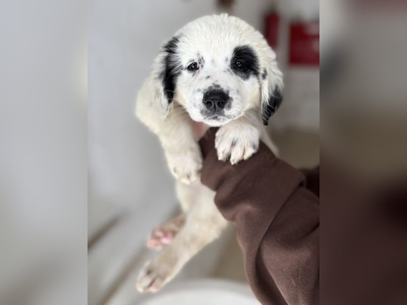 Binx, geb. ca. 02/2026, lebt in GRIECHENLAND, im städt. Tierheim Serres