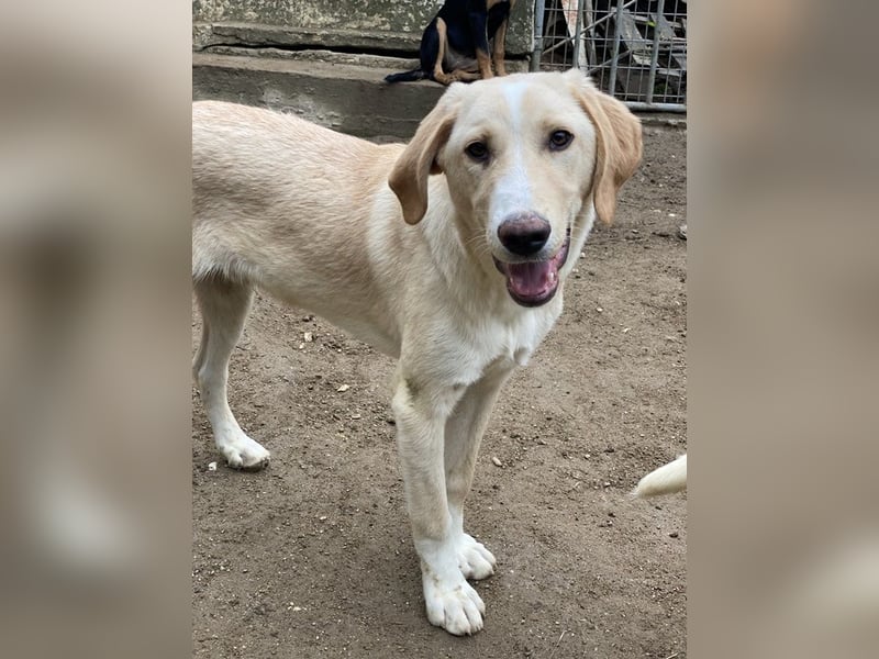 Sheldon, geb. ca. 11/2023, lebt in GRIECHENLAND, im städt. Tierheim Serres