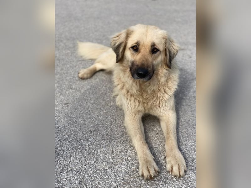 Hermine Granger, geb. ca. 12/2023, lebt in GRIECHENLAND, im städt. Tierheim Serres