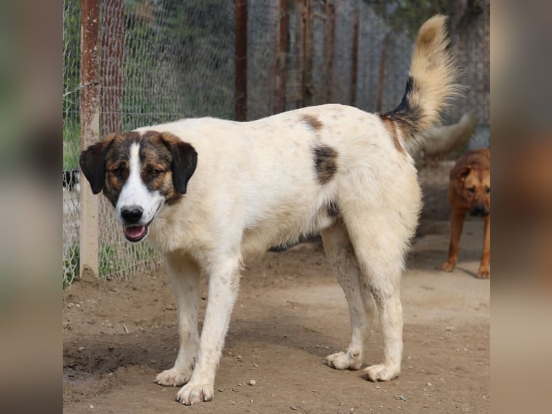 Pitt, geb. ca. 05/2021, lebt in GRIECHENLAND, im städt. Tierheim Serres